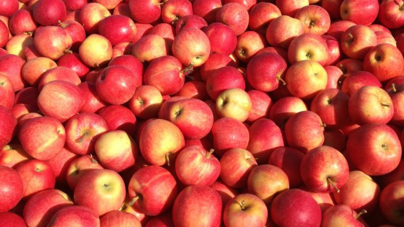  Молдавские эксперты прогнозируют рост цен на яблоки к концу ноября – началу декабря