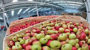  Мінагрополітики скерує кошти на будівництво фруктосховищ, аби вирішити проблему з яблуками
