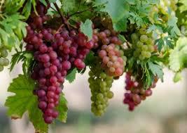  Столовый виноград дорожает в Молдове, но дешевеет в Таджикистане