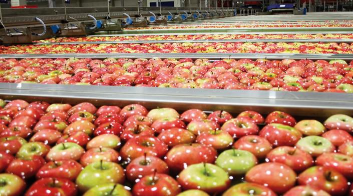  В Черновицкой области запустили новую сортировочную линию для экспорта яблок в Бангладеш и Саудовскую Аравию