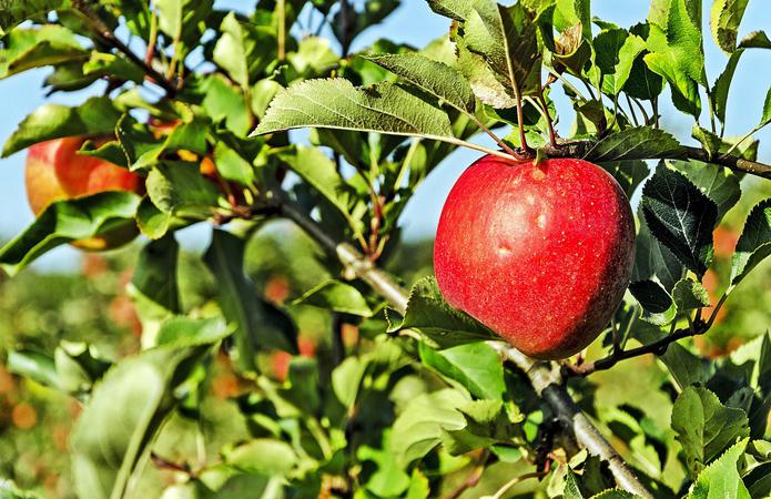  Массового корчевания садов не будет из-за падения цен на яблоко – мнение экспертов