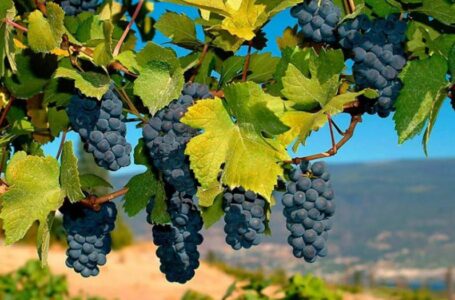 Чили удерживает мировое лидерство в экспорте столового винограда