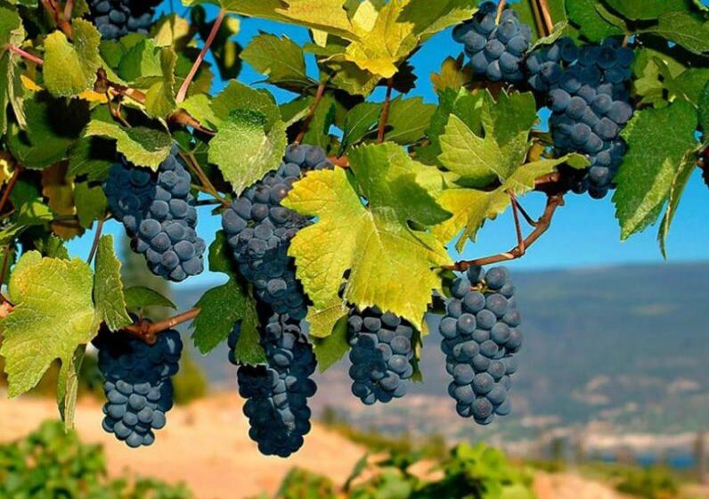  Чили удерживает мировое лидерство в экспорте столового винограда