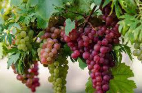Молдова является мировым «чемпионом» по самой низкой цене на столовый виноград