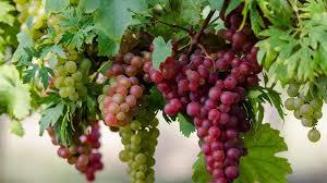  Молдова является мировым «чемпионом» по самой низкой цене на столовый виноград