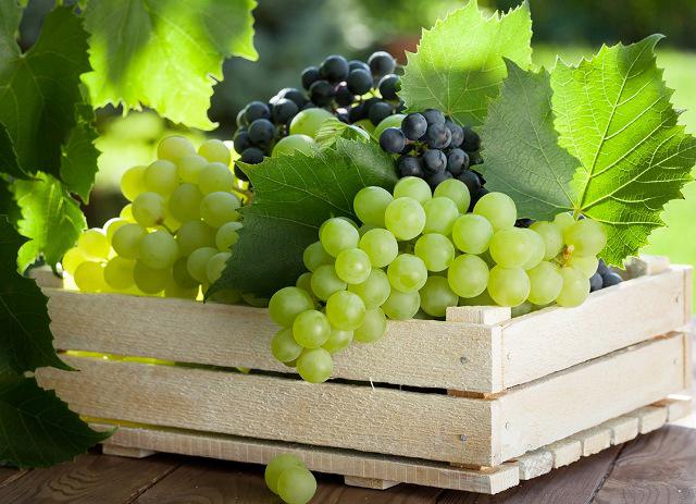  Україна зменшує імпорт винограду