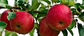  Закинуті яблучні сади сертифікують як органічні дикороси