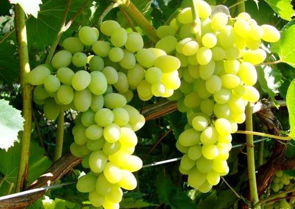  В Україні зібрано рекордний урожай винограду елітних сортів