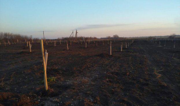  На Полтавщині невідомі знищили горіховий сад