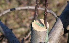 У грудні рекомендують заготовлювати живців для щеплення плодових дерев
