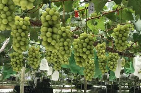 У китайських теплицях для винограду і черешні збирають 2300 кг з 10 соток