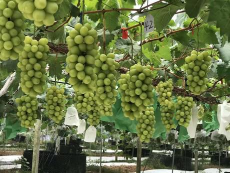  У китайських теплицях для винограду і черешні збирають 2300 кг з 10 соток