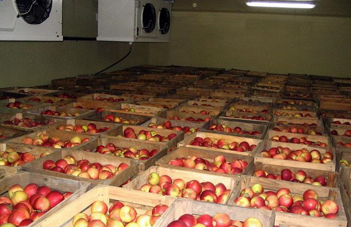  Мощности украинских фруктохранилищ выросли до 300 тыс тонн