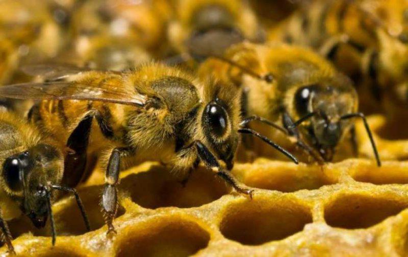  В Україні страхуватимуть бджіл