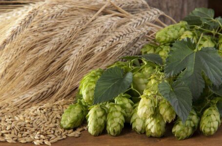 Названо одну з найрентабельніших культур 2018 року