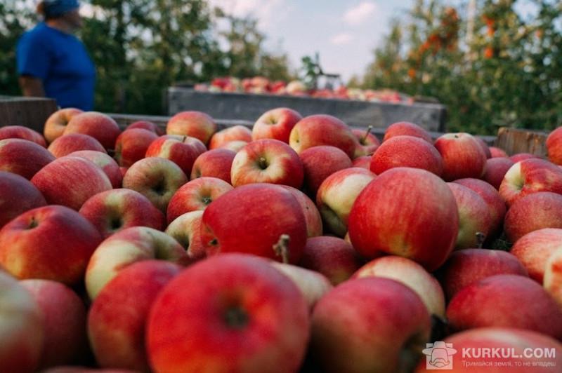  Польща стала третім найбільшим імпортером українського яблука