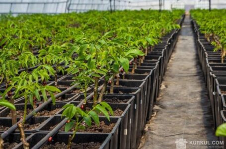 Експортерів волоського горіха у 2019 буде більше