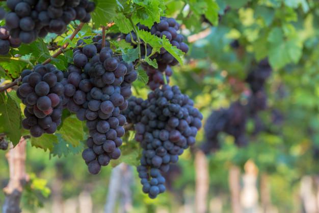  «Баядера Груп» планує висадити на Миколаївщині близько 200 га виноградників