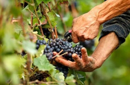 220 тис. га виноградників та відмова від цукру – як в Аргентині роблять вино