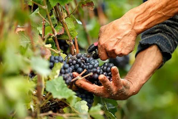  220 тис. га виноградників та відмова від цукру – як в Аргентині роблять вино