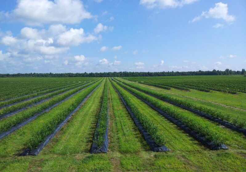  В Украине ускоряются темпы закладки новых плантаций голубики