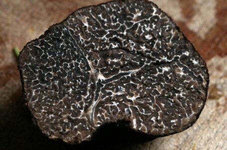 Херсонський аграрний університет вирощуватиме трюфель