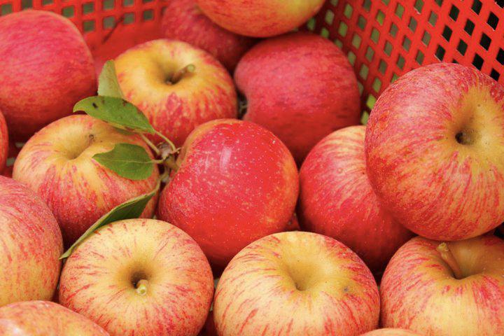  18 країн у цьому сезоні купують українські яблука