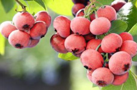 Розовая голубика сорта Pink Lemondate – сладкий и вкусный но теплолюбивый сорт