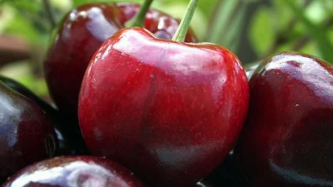 Украина хочет экспортировать черешни в КНР, а яблоки – в Индию