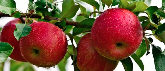  Экспорт яблока из Украины в Объединённые Арабские Эмираты может достичь 4 тыс. тонн за сезон