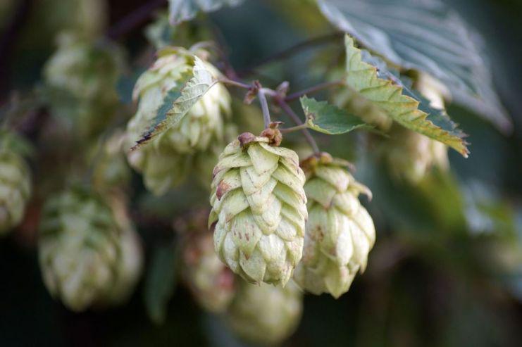  Польские учёные создадут новые стили пива на основе местных сортов хмеля