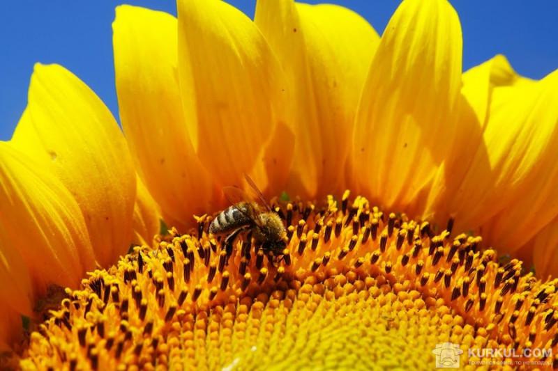  Аграріїв можуть зобов`язати попереджати бджолярів про обробки полів телефоном