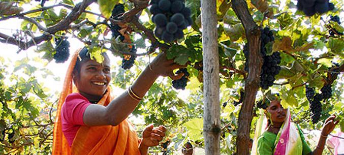  Рекордный год для экспорта индийского винограда
