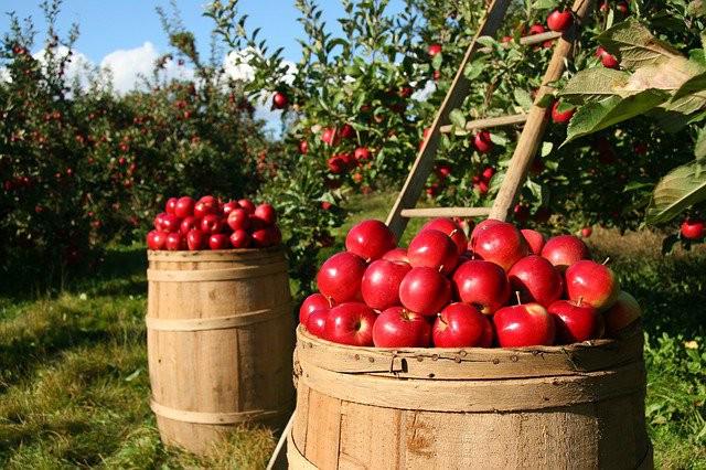  Яблочная дефляция – за первые два месяца украинское яблоко подешевело в среднем на 8%