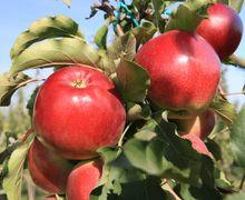  Український виробник яблук отримав сертифікат GlobalG.A.P.