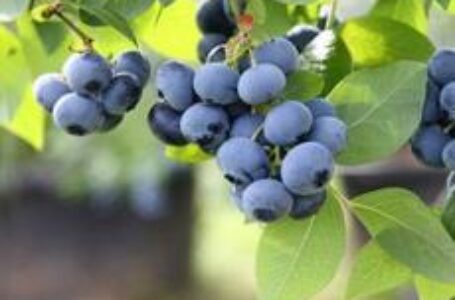 Насадження під лохиною в Україні зростатимуть, але дещо повільніше