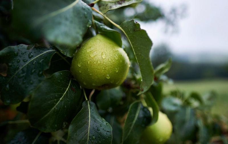  Як зменшити втрати при зберіганні яблук і груш: нові нідерландські дослідження