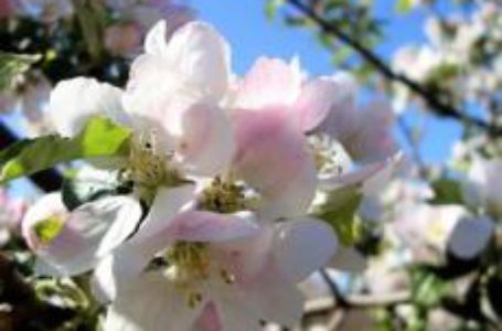 Яблуні в сезоні-2019 загрожує моніліальний опік квітів і пагонів