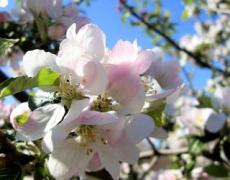  Яблуні в сезоні-2019 загрожує моніліальний опік квітів і пагонів
