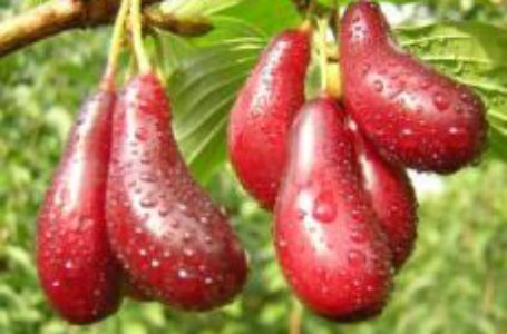 Кизил ідеально підходить для органічного садівництва