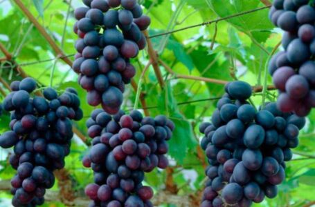 Виноградари Молдовы продают столовый виноград из холодильников «по любой цене»