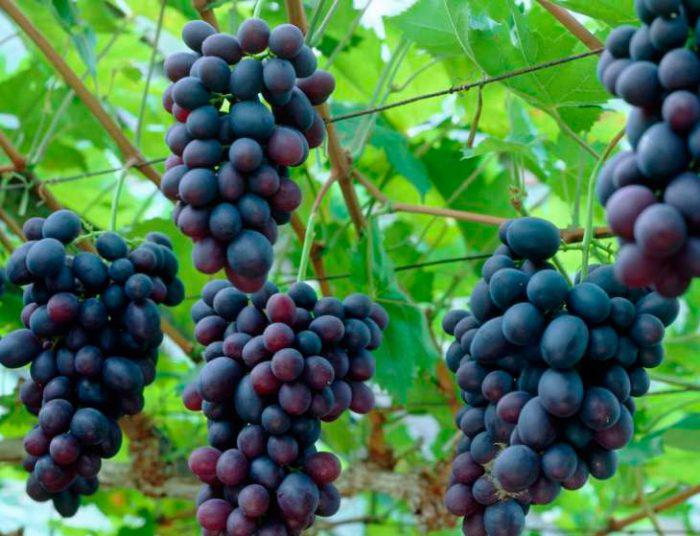  Виноградари Молдовы продают столовый виноград из холодильников «по любой цене»