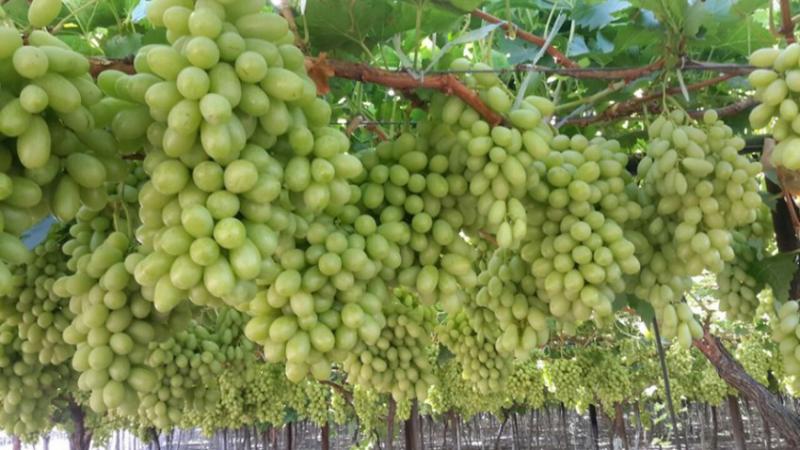  Украинские фермеры резко ускорили темпы закладки виноградников