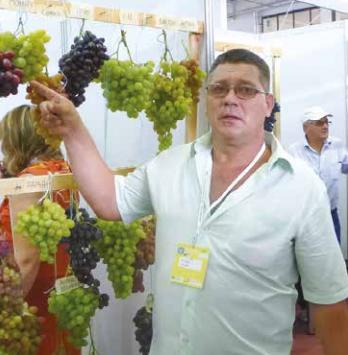  Ігор ЛОШАК: «Ринок вимагає рожевих та червоних сортів винограду»