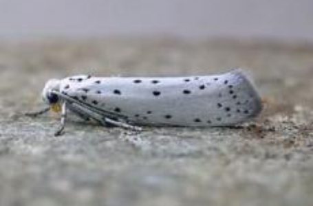 Яблунева горностаєва міль цього сезону може становити загрозу садам яблуні