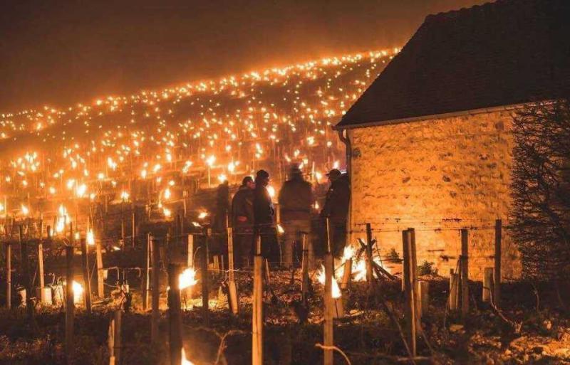 У Франції палять вогнища, щоб захистити від морозу виноградники
