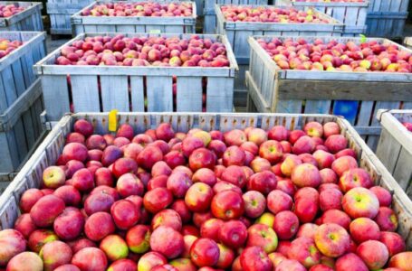 В Україні впроваджуються європейські стандарти торгівлі фруктами та соками (ІНФОГРАФІКА)