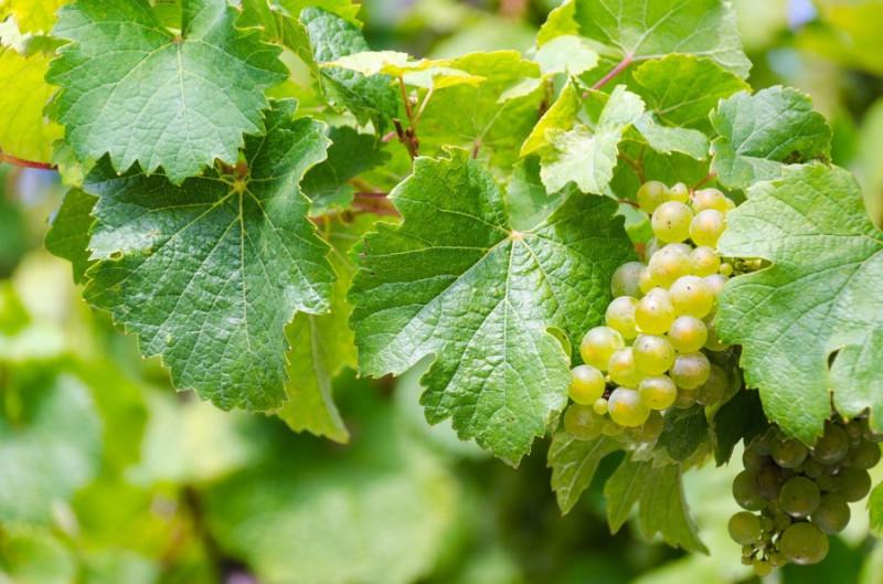  На Закарпатті заклали перший біодинамічний виноградник