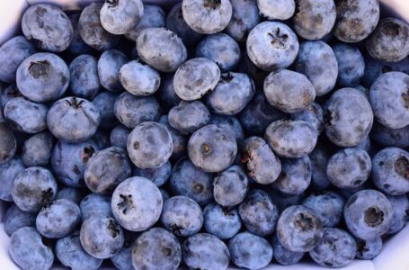 Украинский робот для перевозки ягод прошел первые испытания