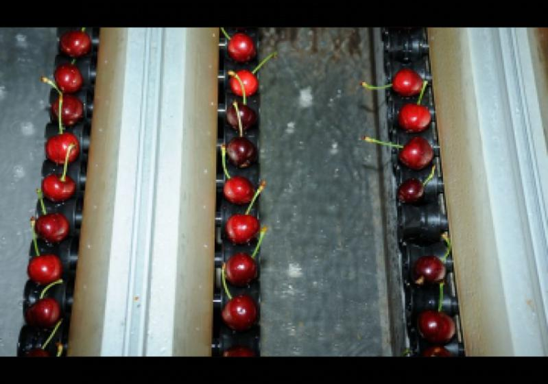  Украинское предприятие будет производить линии сортировки ягод, черешни и других косточковых
